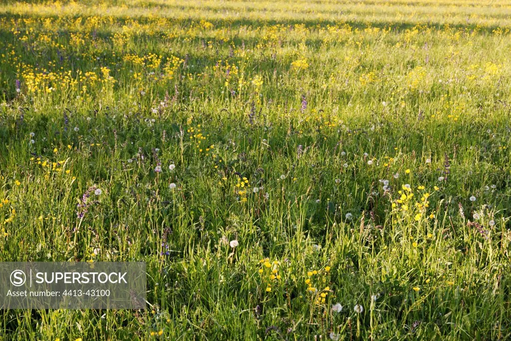 Hay grassland in irrigated Crau France
