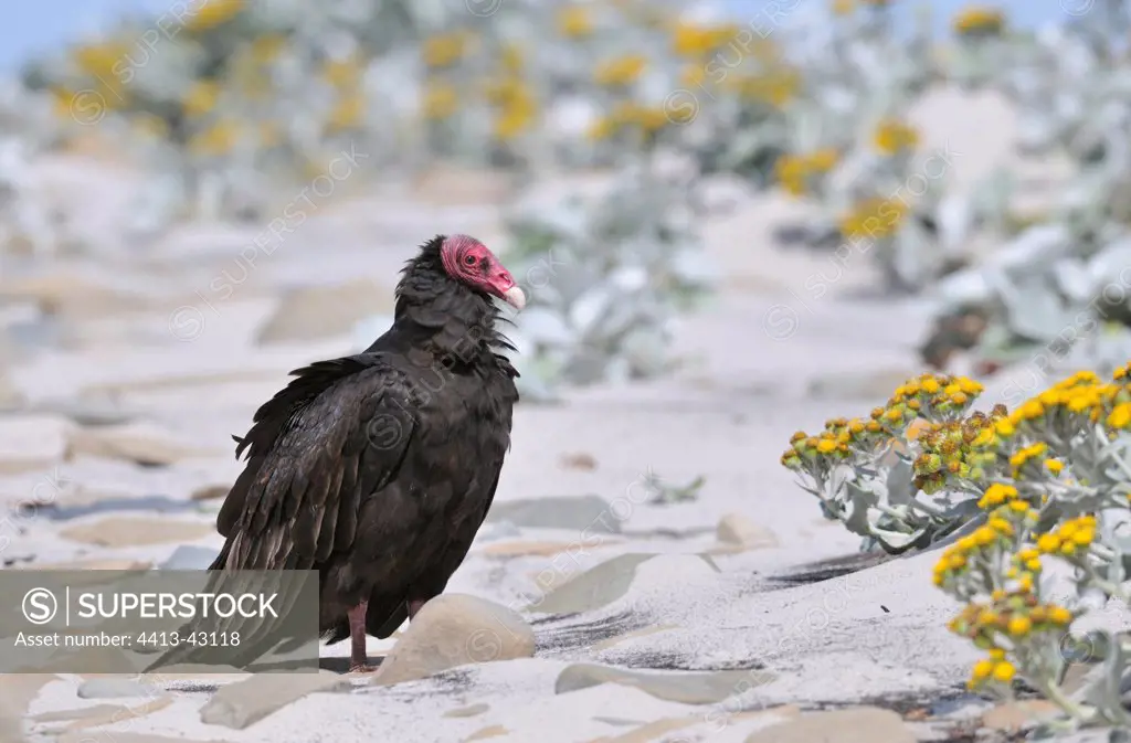 Falkland Turkey Vulture Falkland Islands