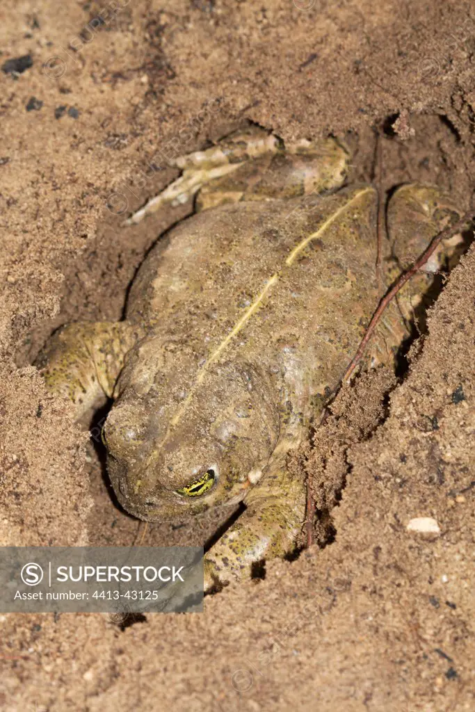 Natterjack toad burrying itself in the ground France