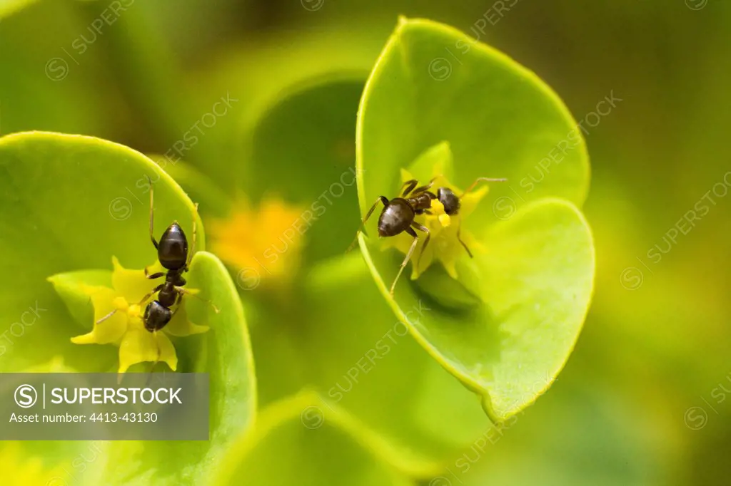 Worker Ants collecting pollen from Euphorbia