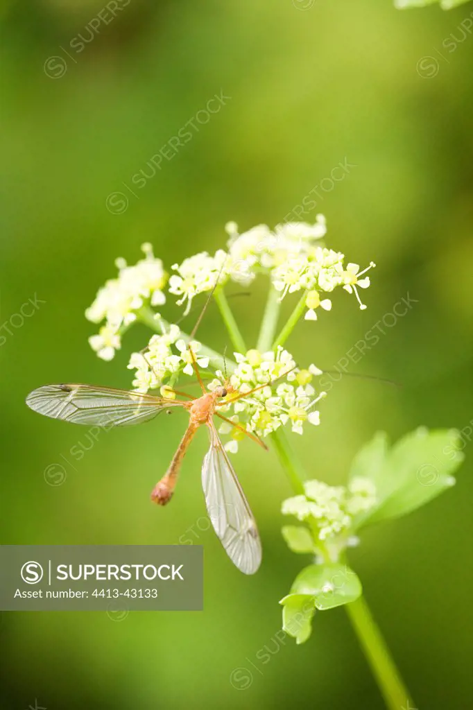 Male Crane Fly landed on an inflorescence
