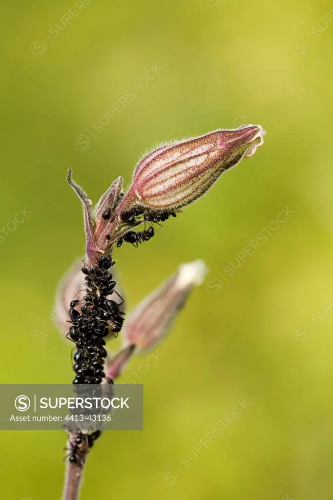 Ants raising a colony of black Aphids