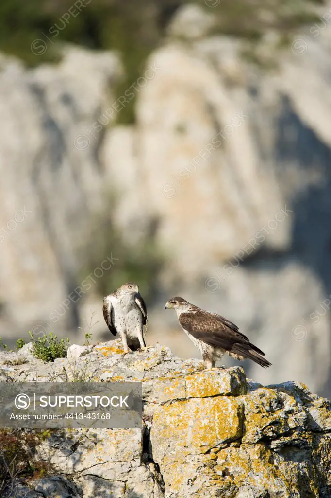 Mating of Bonelli's Eagle Hérault