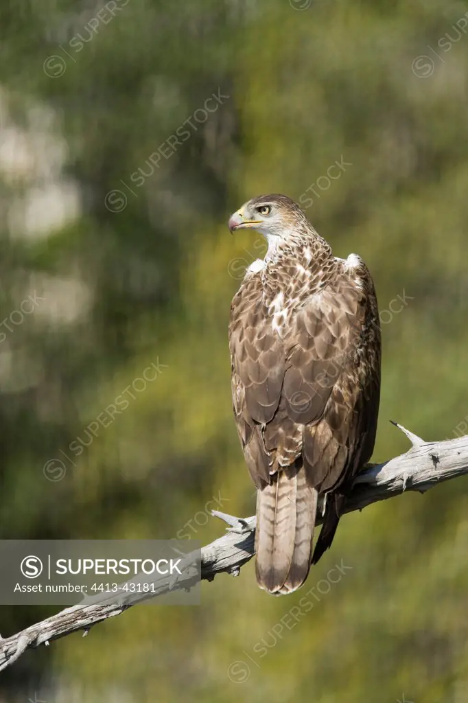 Bonelli's Eagle adult male perched Hérault