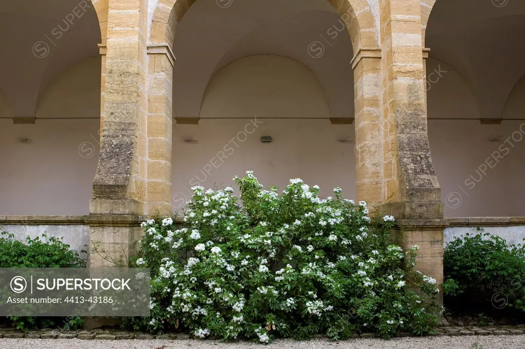 Bush with white flowers at a monastery Bourgogne France
