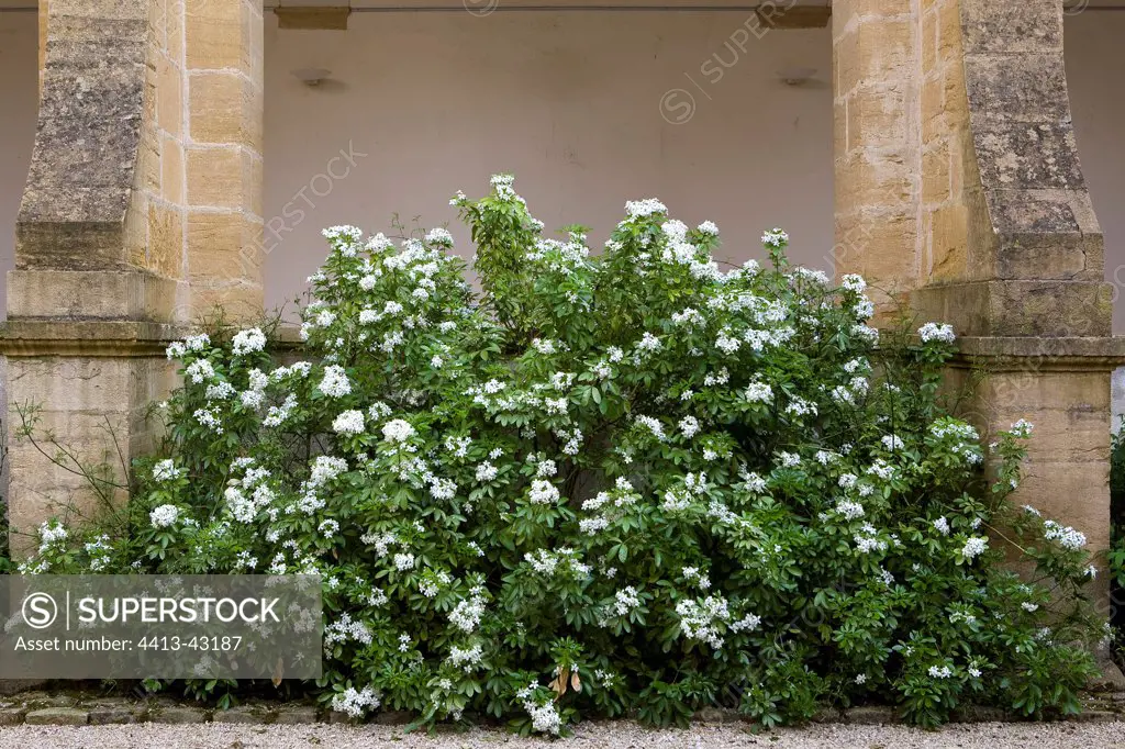 Bush with white flowers at a monastery Bourgogne France