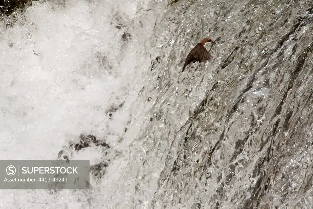 White-throated dipper flying near a waterfall Jura France