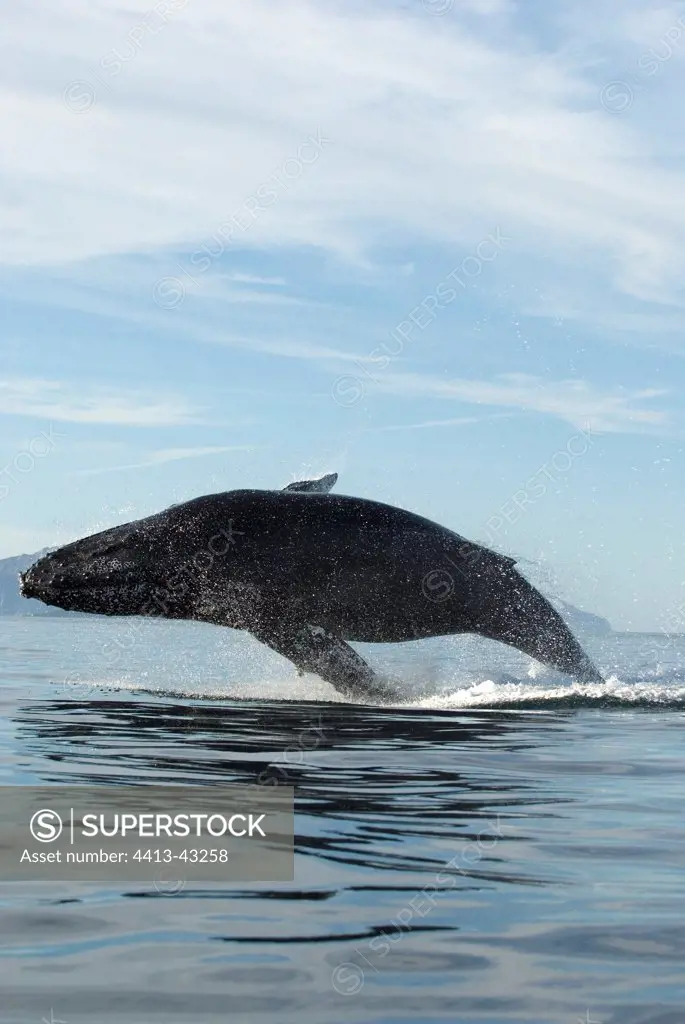 Breaching Humpback whale about to hit the water