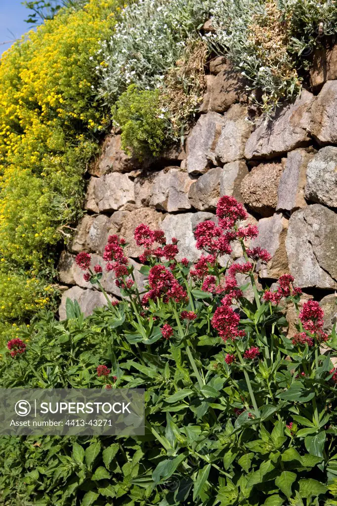 Red Valerians blooming in front of an old wall Bourgogne