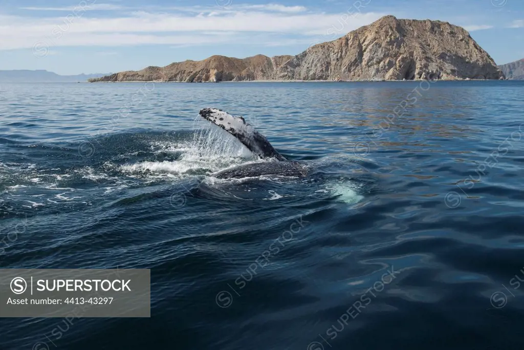 Humpback whale slapping its flippers to and fro on the water