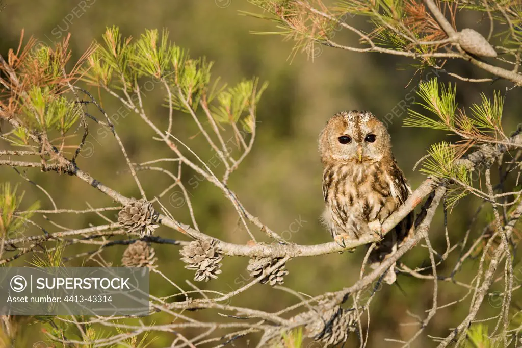 Owl hulotte immature put on a pin Hérault