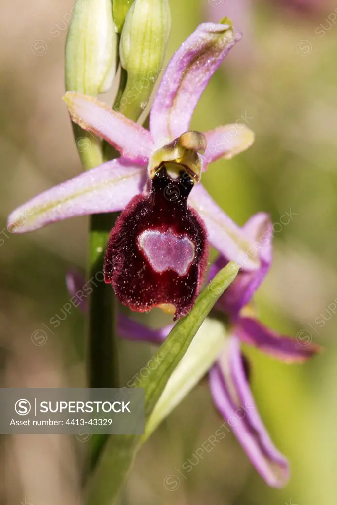 Ophrys in bloom Vaucluse France