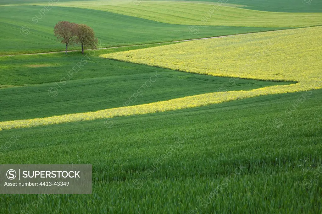 Landscape of wheat and rapeseed fields Bourgogne France