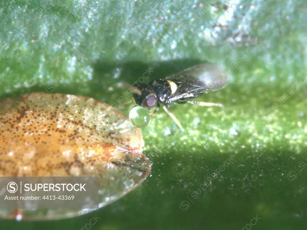 Parasitoid wasp beside a scale