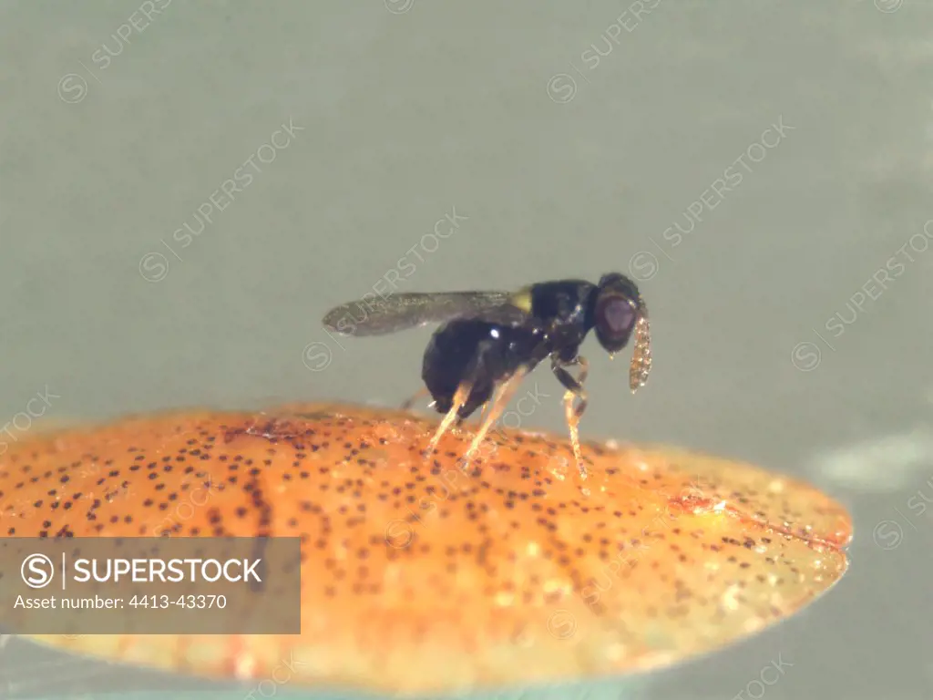 Parasitoid wasp preparing to lay eggs within a scale insect