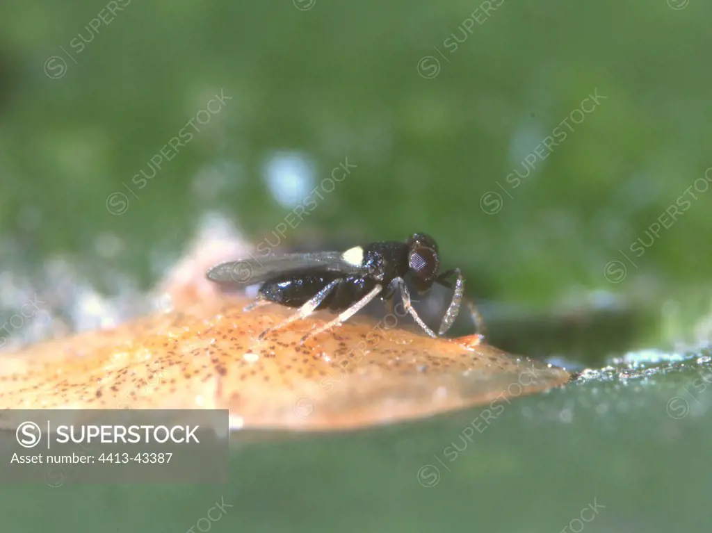 Parasitoid wasp on a scale
