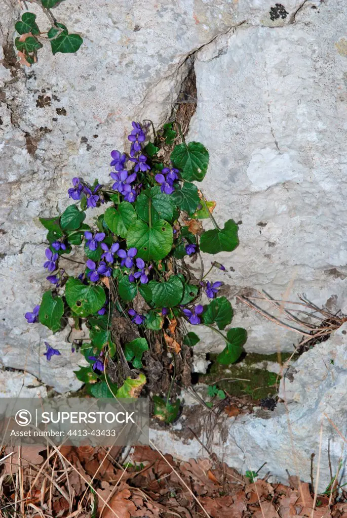 Pansies in the crack of a rock, Ardeche