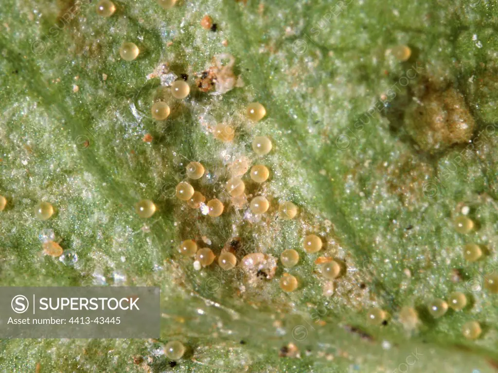 Eggs of Two-spotted Spider Mite on a Plum tree leaf