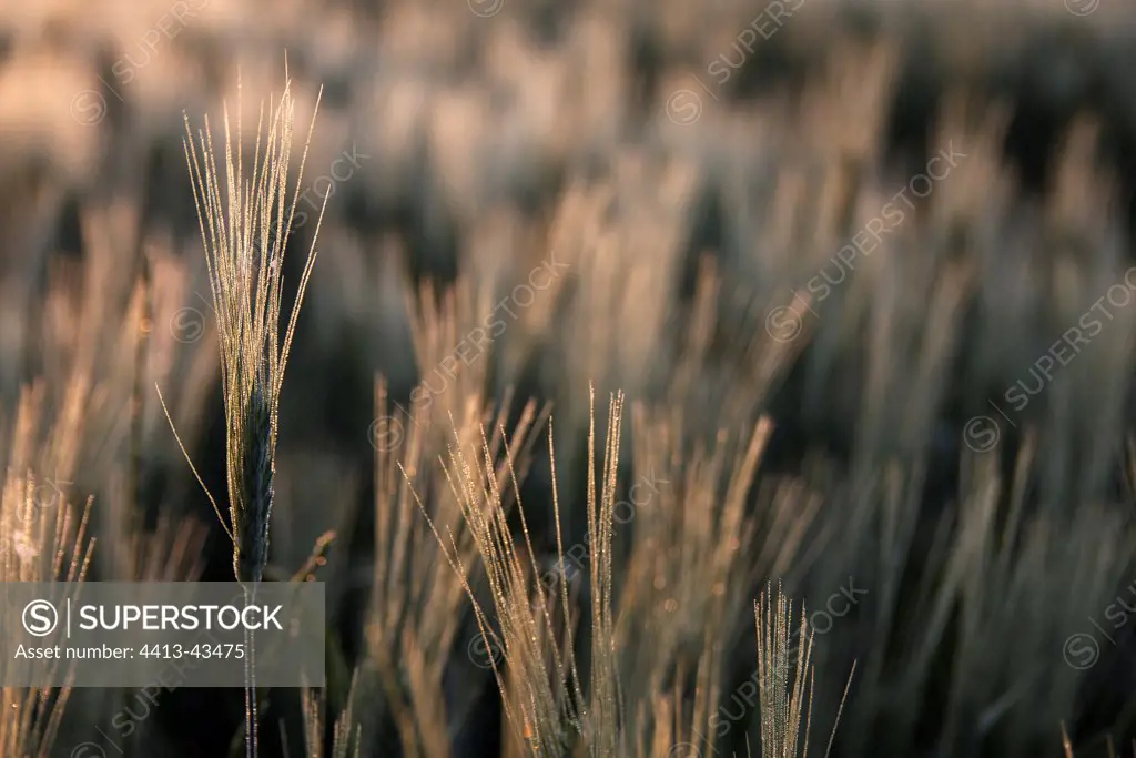 Wheat field at sunset Luberon Regional Natural Park France