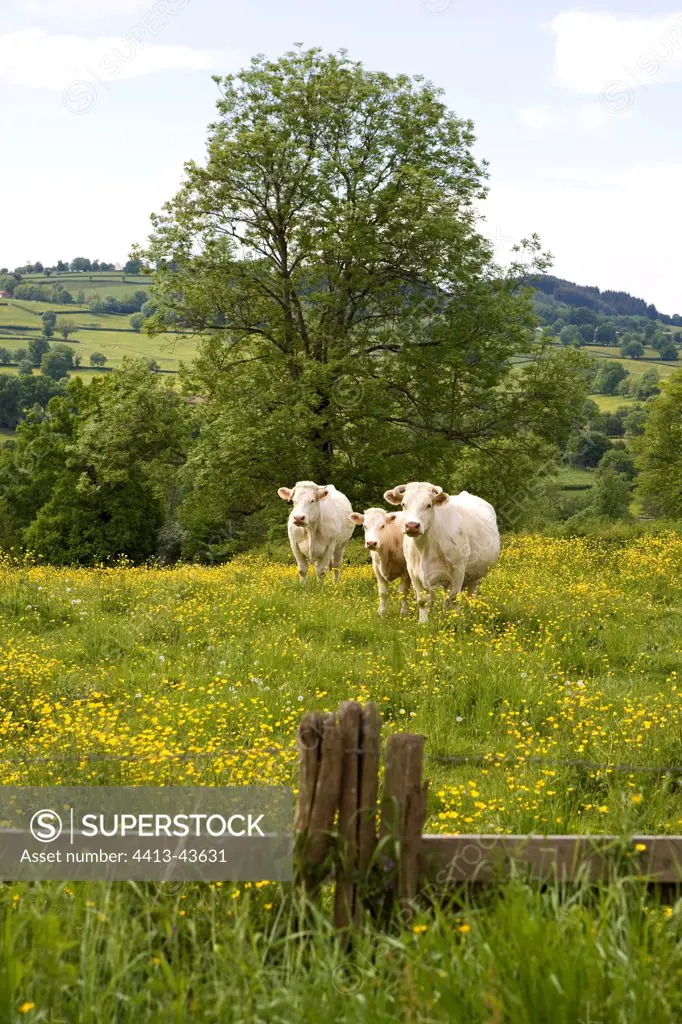 Charolaises Cows in a pasture Bourgogne France