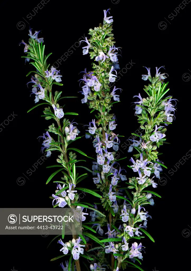 Rosemary wild flower Bouches du Rhone studio