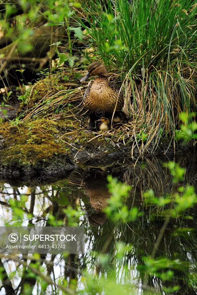Mallard female and her chicks in the nest on a bank France
