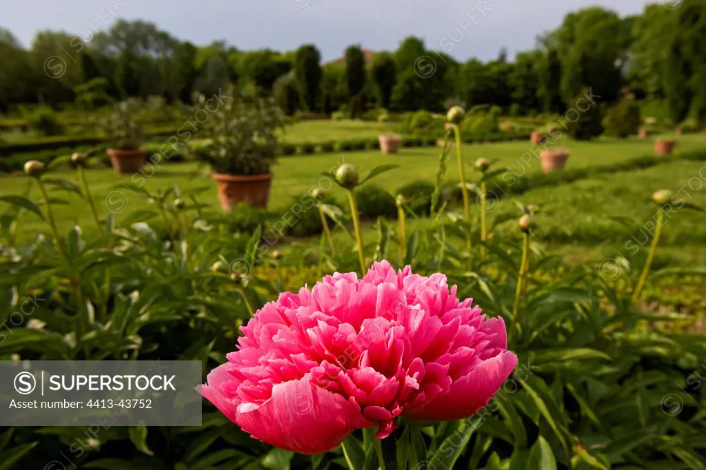 Red Peony blooming in a park Bourgogne France