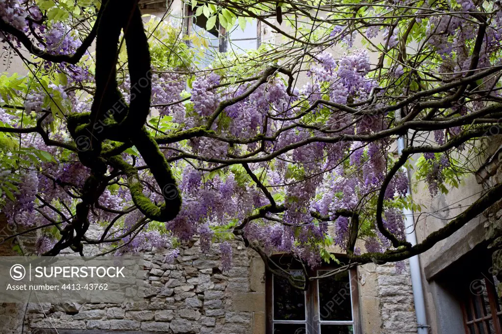Glycine blooming in a court Bourgogne France