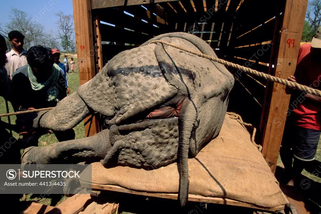 Release of Rhinoceros Put out of cage for transpor Nepal