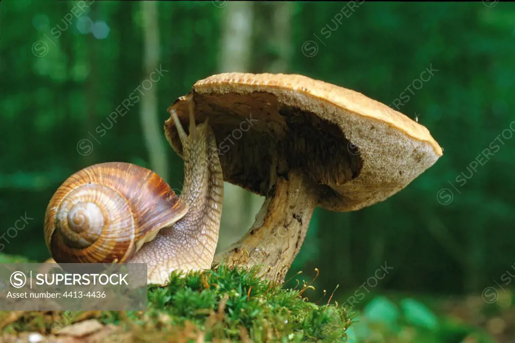 Snail eating an hornbeam Boletus Lorraine France