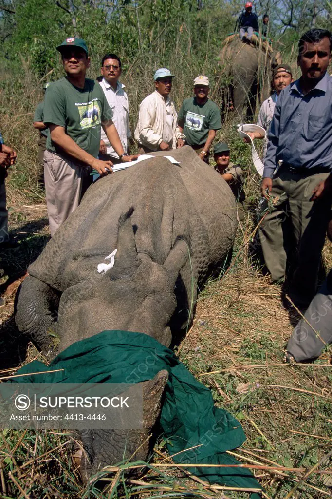 Release of Rhinoceros Animal deadened bandaged eyes Nepal