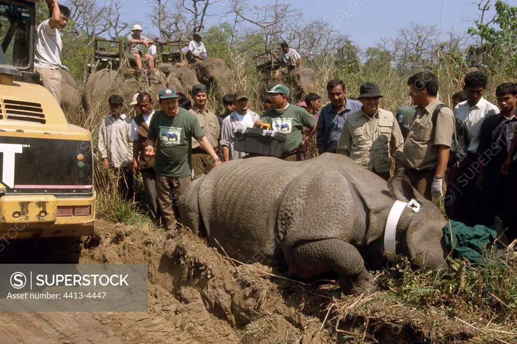 Release of Rhinoceros Animal deadened before transport Nepal