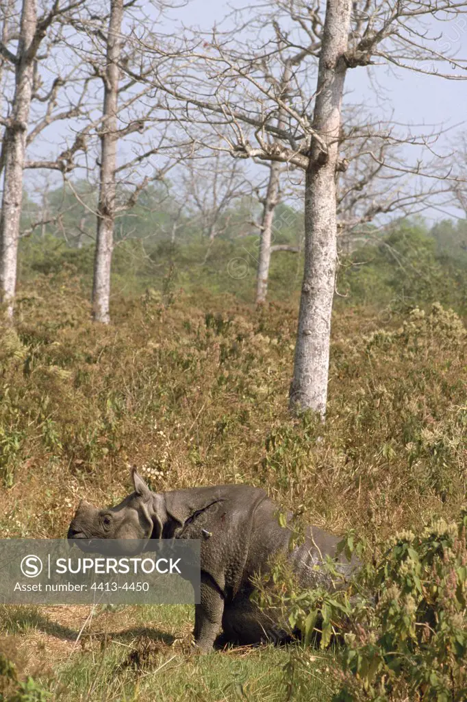 Release of Rhinoceros Animal anaesthetized Nepal