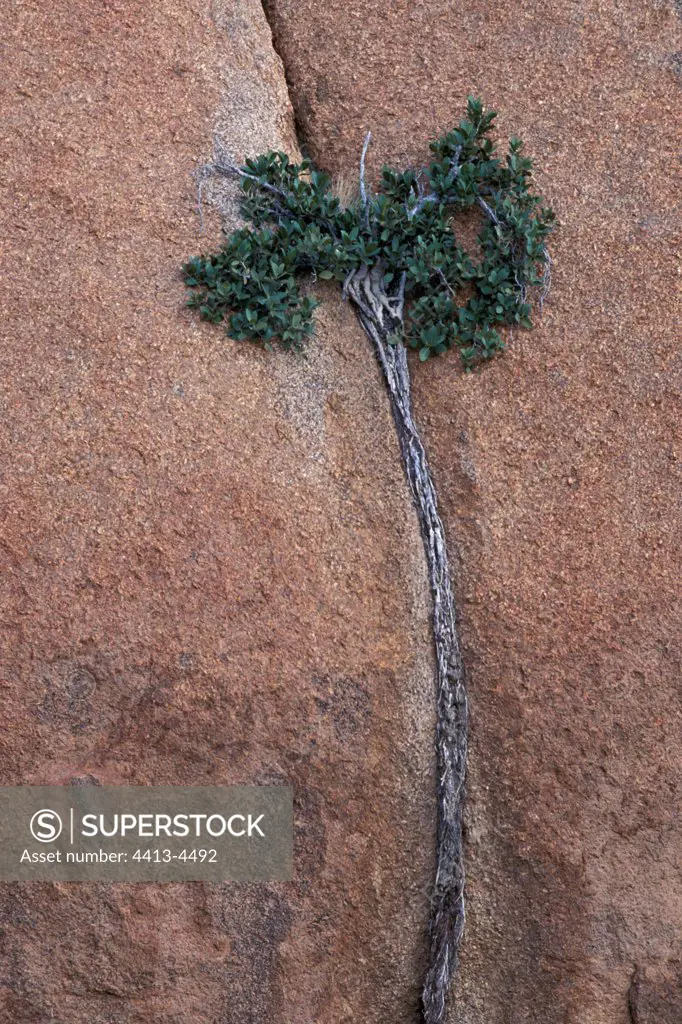 Shrub fixed on a cliff and its root Namibia