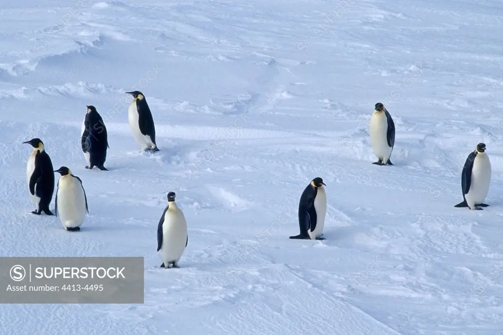 Round of Emperor penquins Terre Adélie Antarctica