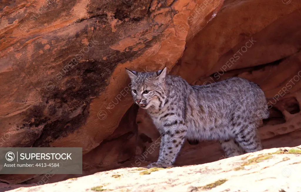 Bobcat hiding sun under rocks the USA