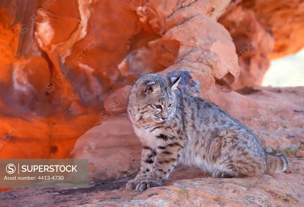 Sitted Bobcat in the shade of rock the USA