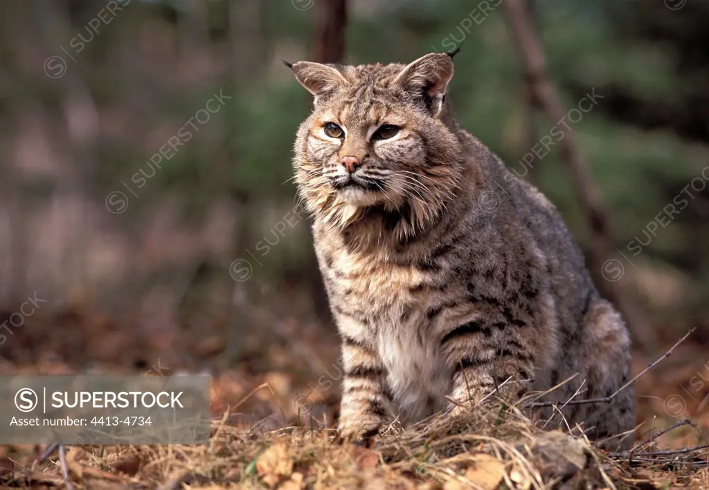 Bobcat sitted in dry grass the USA