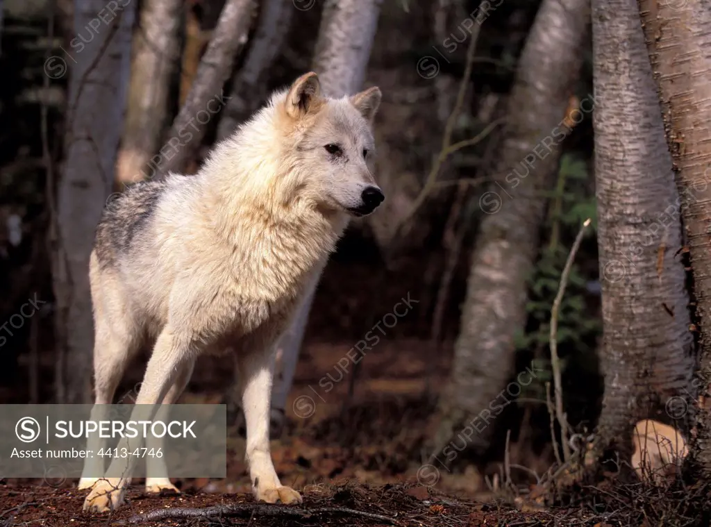 Wolf going in the forest by observing something the USA