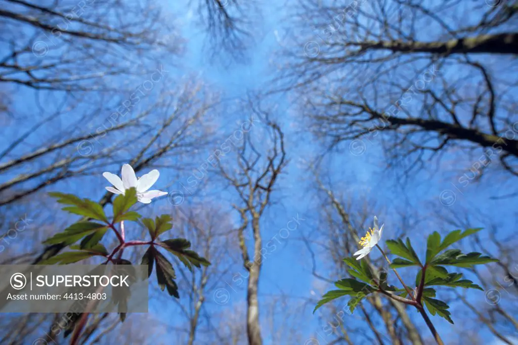 Flowers of European Thimbleweed France