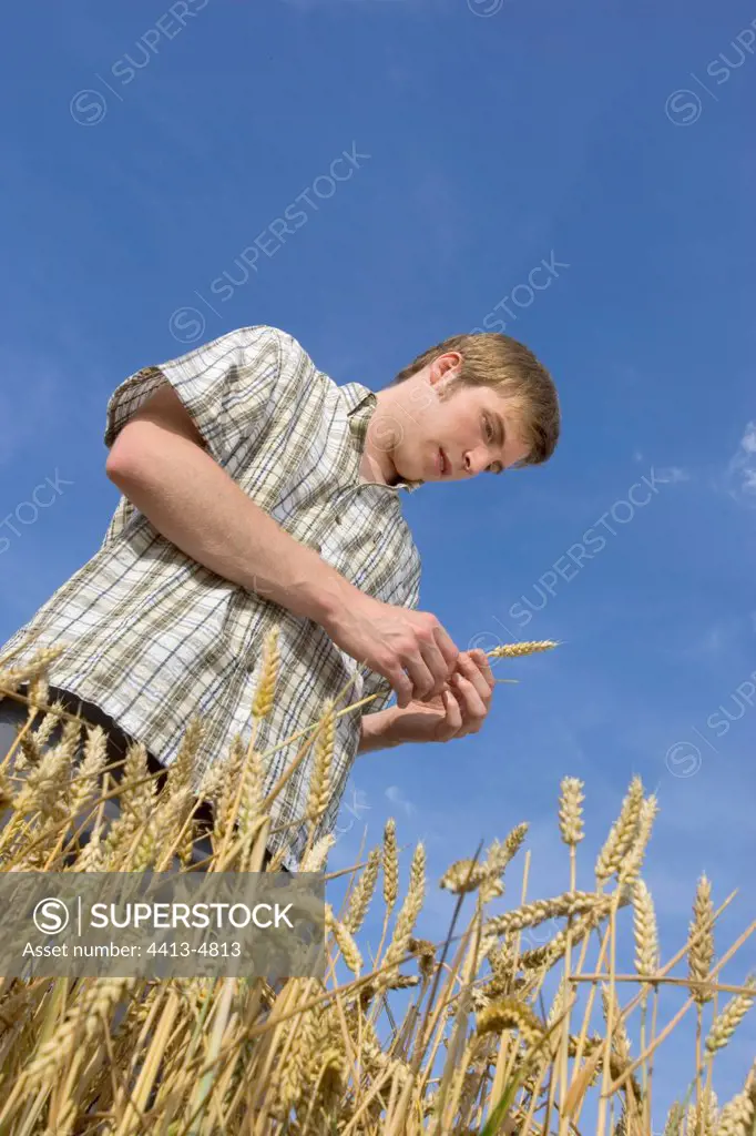 Young farmer controlling the quality of Wheat before harvest