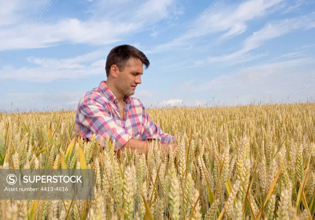 Farmer controlling the quality and maturation of Wheat