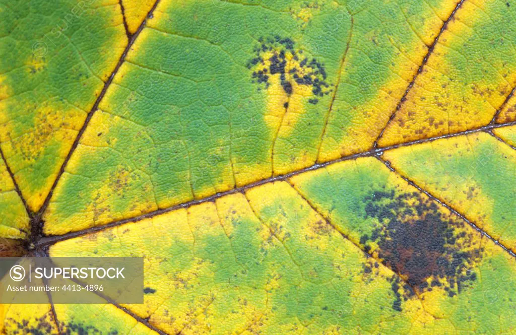 Leaf of Sycamore Maple France