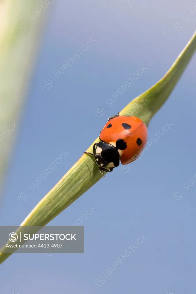 Sevenspotted lady beetle on Barley's leaf France