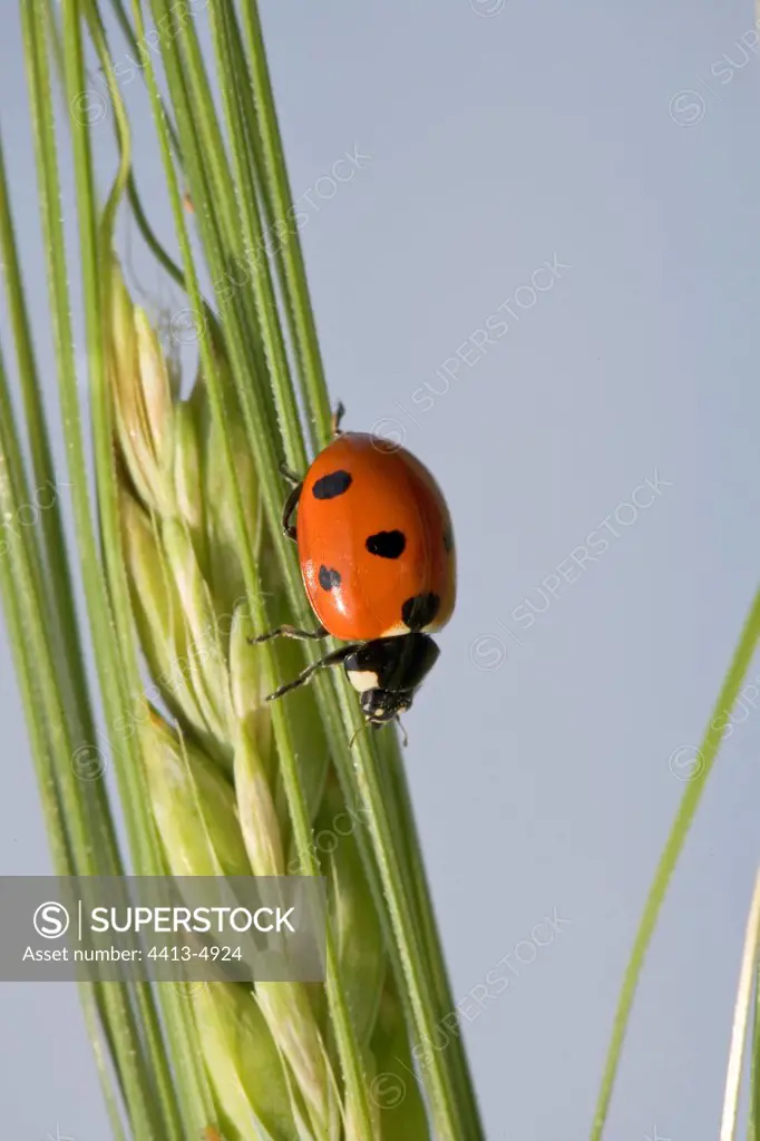 Sevenspotted lady beetle on Barley's ear France