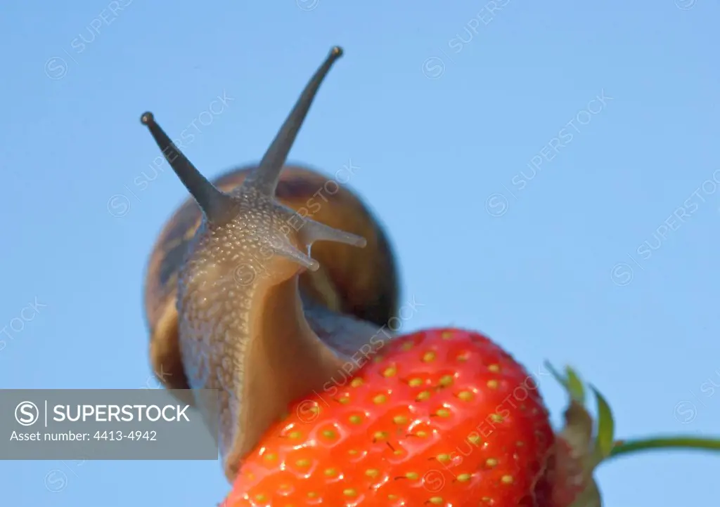 Snail on a ripe Strawberry France
