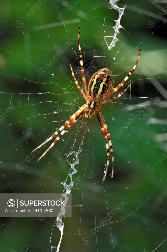 Wasp spider on its cobweb in summer Corrèze France