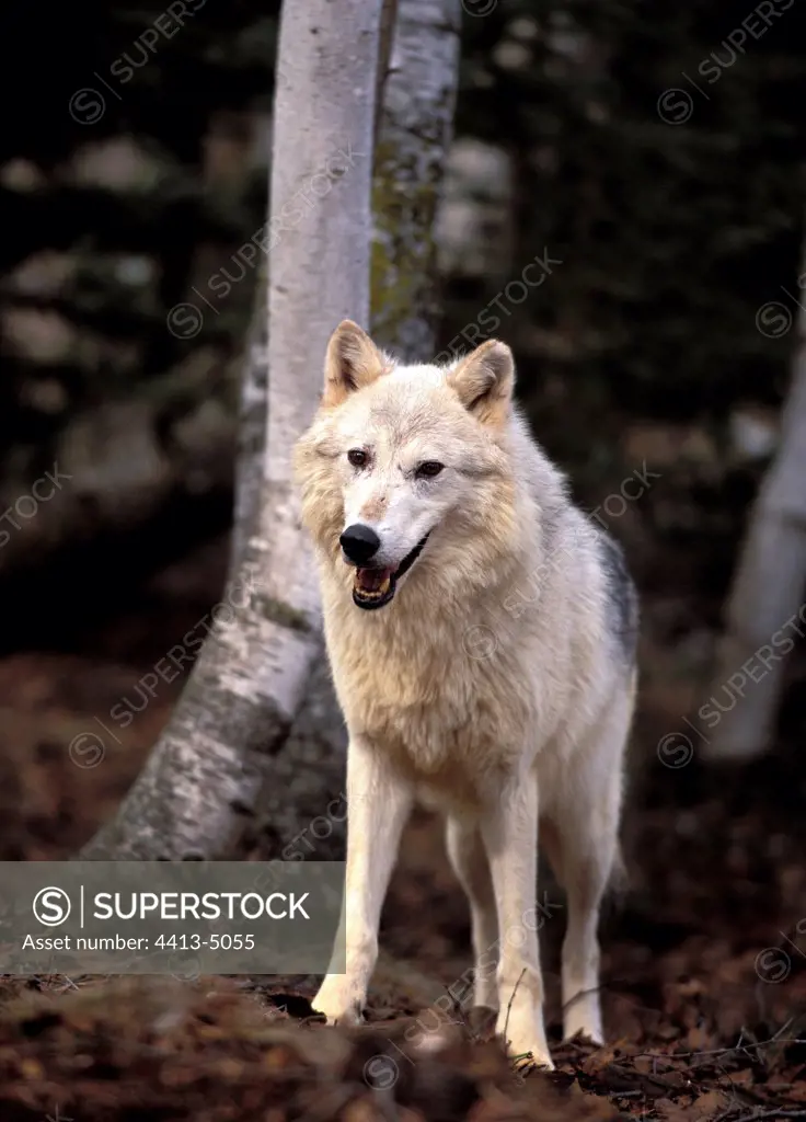 Wolf in the forest upright feeling a tree trunk the USA