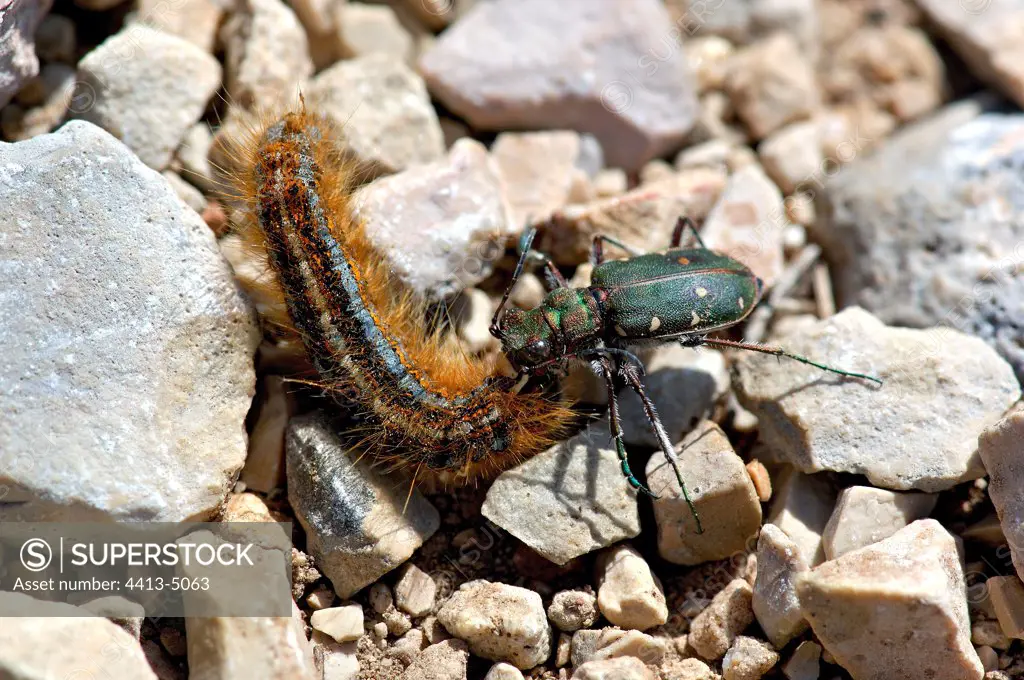 Tiger beetle attacking a caterpillar Lozere France