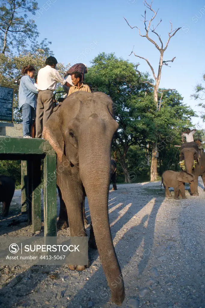 Loading for a safari with Elephant India